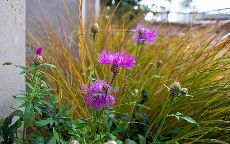 pink centaurea