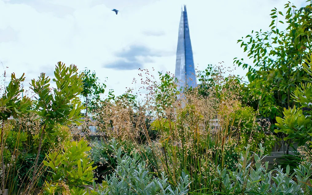 roof terrace ecology