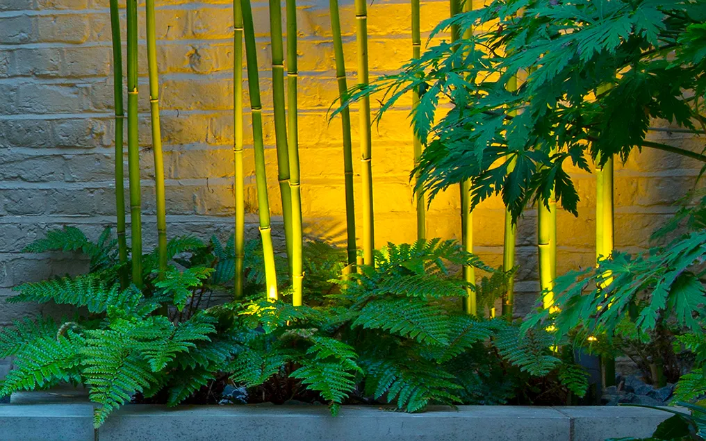 bamboo planting design