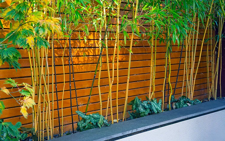 phyllostachys bamboo