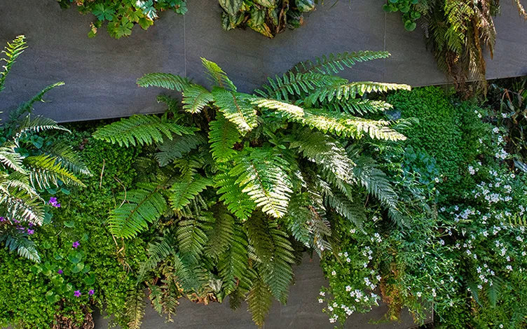 ferns ground cover