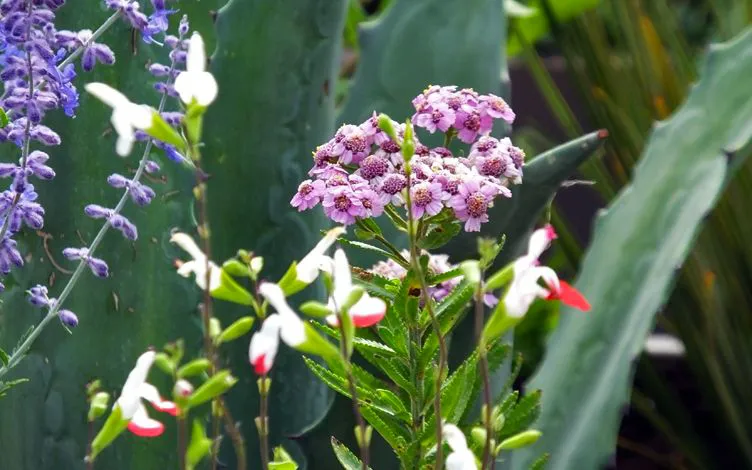 achillea