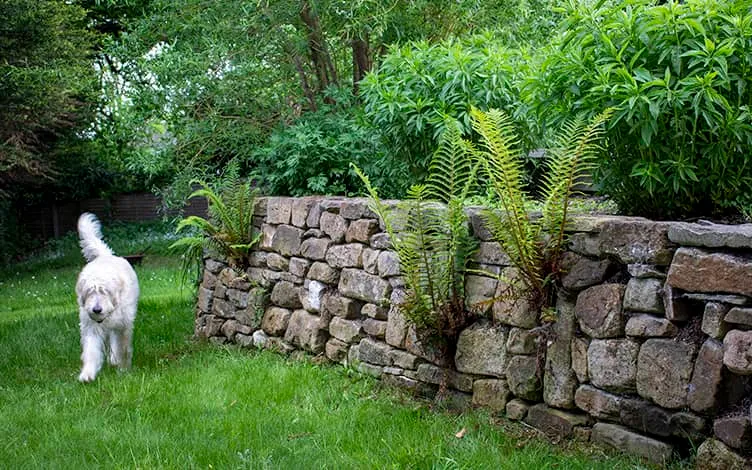 fern wall