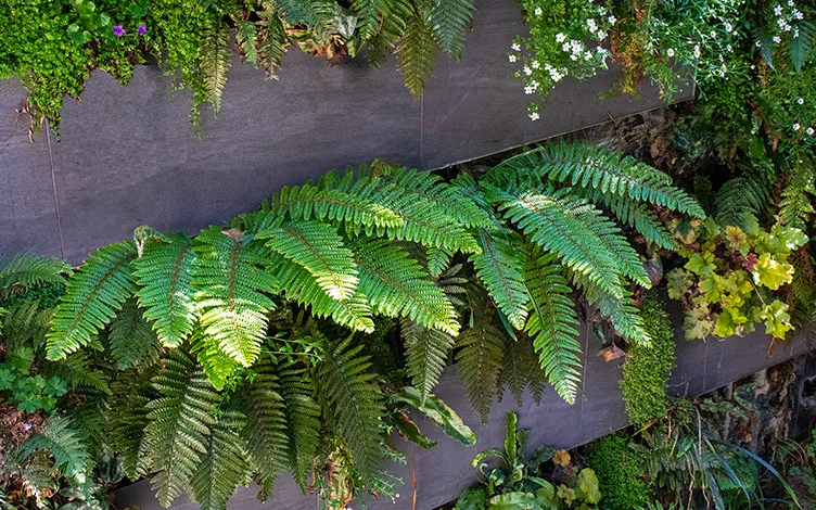 fern green wall