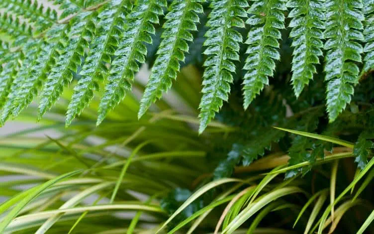 tassel fern frond close up