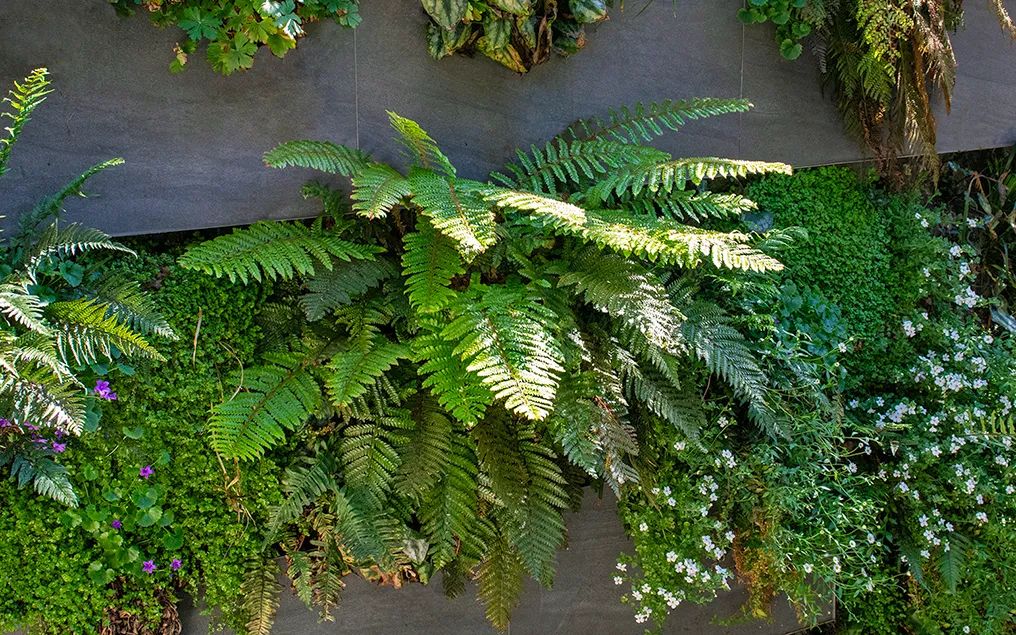 roof terrace ferns