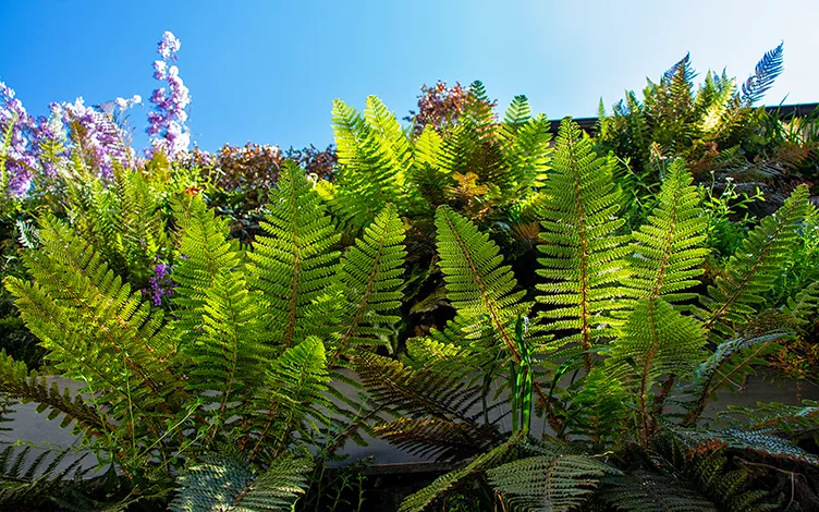 polystichum