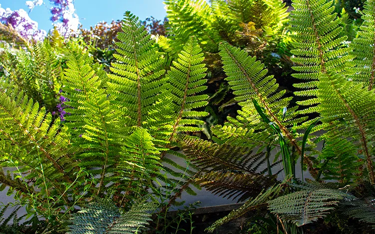 tassel fern