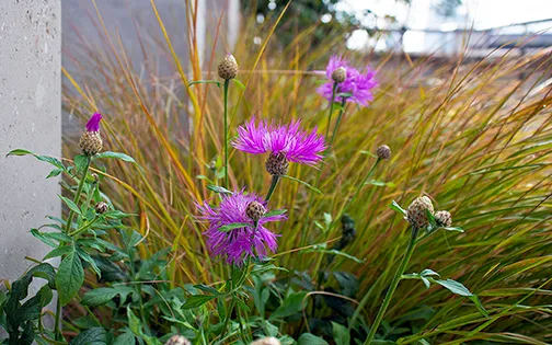 knapweed