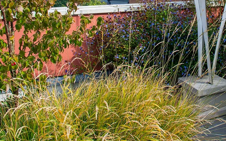 grasses ground cover