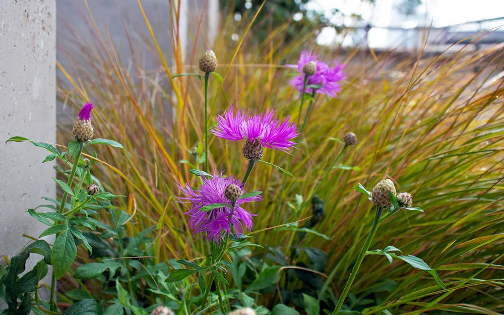 ground cover planting