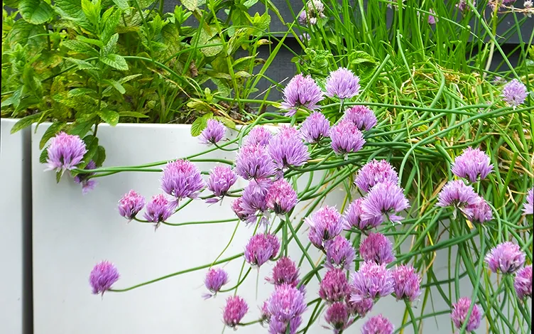 chive flowers