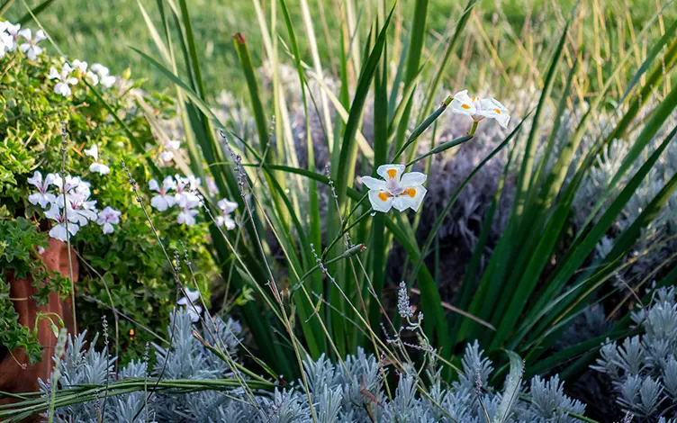 dietes