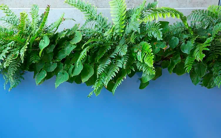 ferns