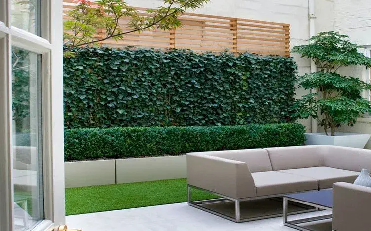 box ivy hedging courtyard