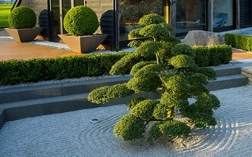 modern garden topiary