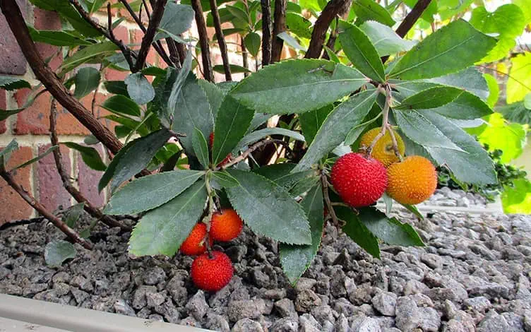 arbutus fruit