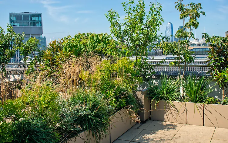 ground cover rooftop