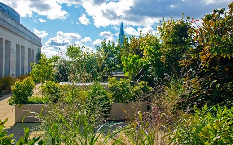 leafy roof terrace