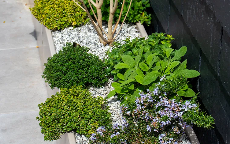 rooftop herbs