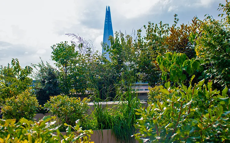 lush roof