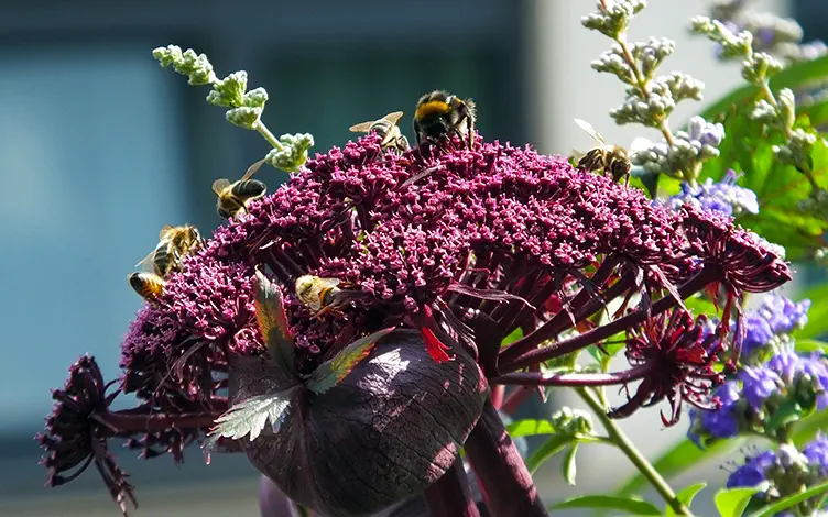 angelica