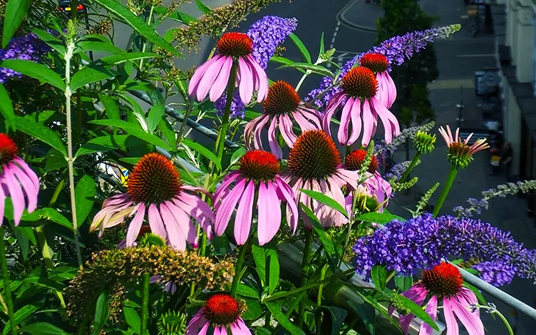 echinacea