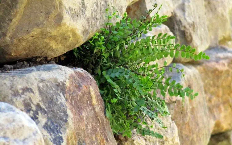 fern close up